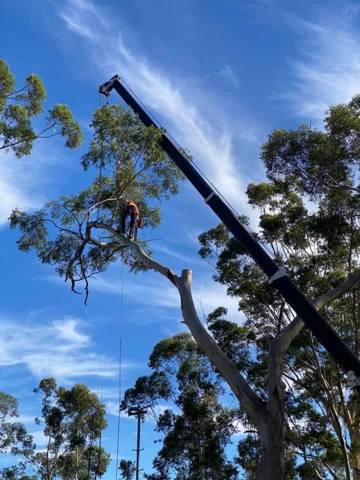 Expert Tree Removal | 19 Scarvell Ave, Mcgraths Hill NSW 2756, Australia | Phone: 0490 365 841