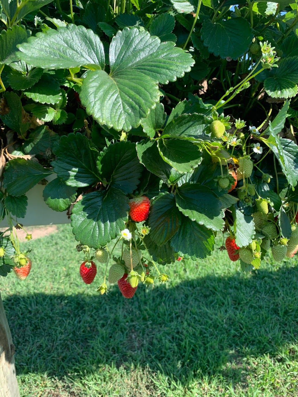 Bidgee Strawberries And Cream | Billagha St, Wagga Wagga NSW 2650, Australia | Phone: 0428 968 909