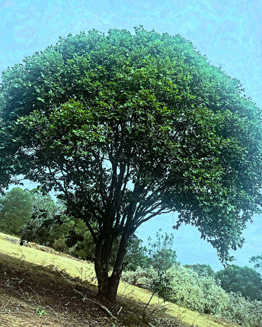 Larkhill Weddings & Events | 102 Larkhill Boundary Rd, Glamorgan Vale QLD 4306, Australia | Phone: 0408 705 915