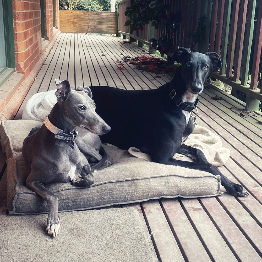 Maple Gardens Pet Sitting | 62 Glenburnie Ave, Heathcote Junction VIC 3758, Australia | Phone: 0430 497 420