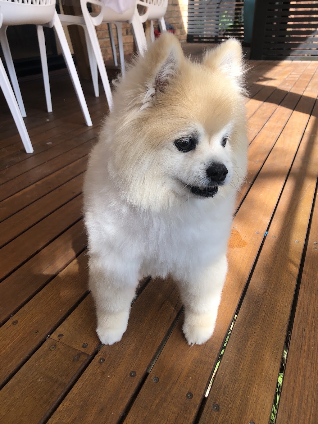 Nine Dogs | Shop 2/2A Redman Rd, Dee Why NSW 2099, Australia | Phone: 0410 722 377