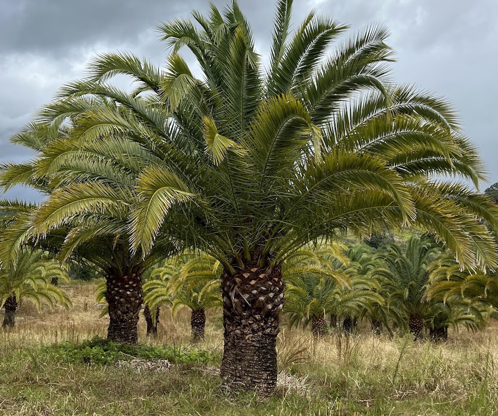 Talofa Palms, Byron Bay | 491 Bangalow Rd, Byron Bay NSW 2481, Australia | Phone: 0456 730 652