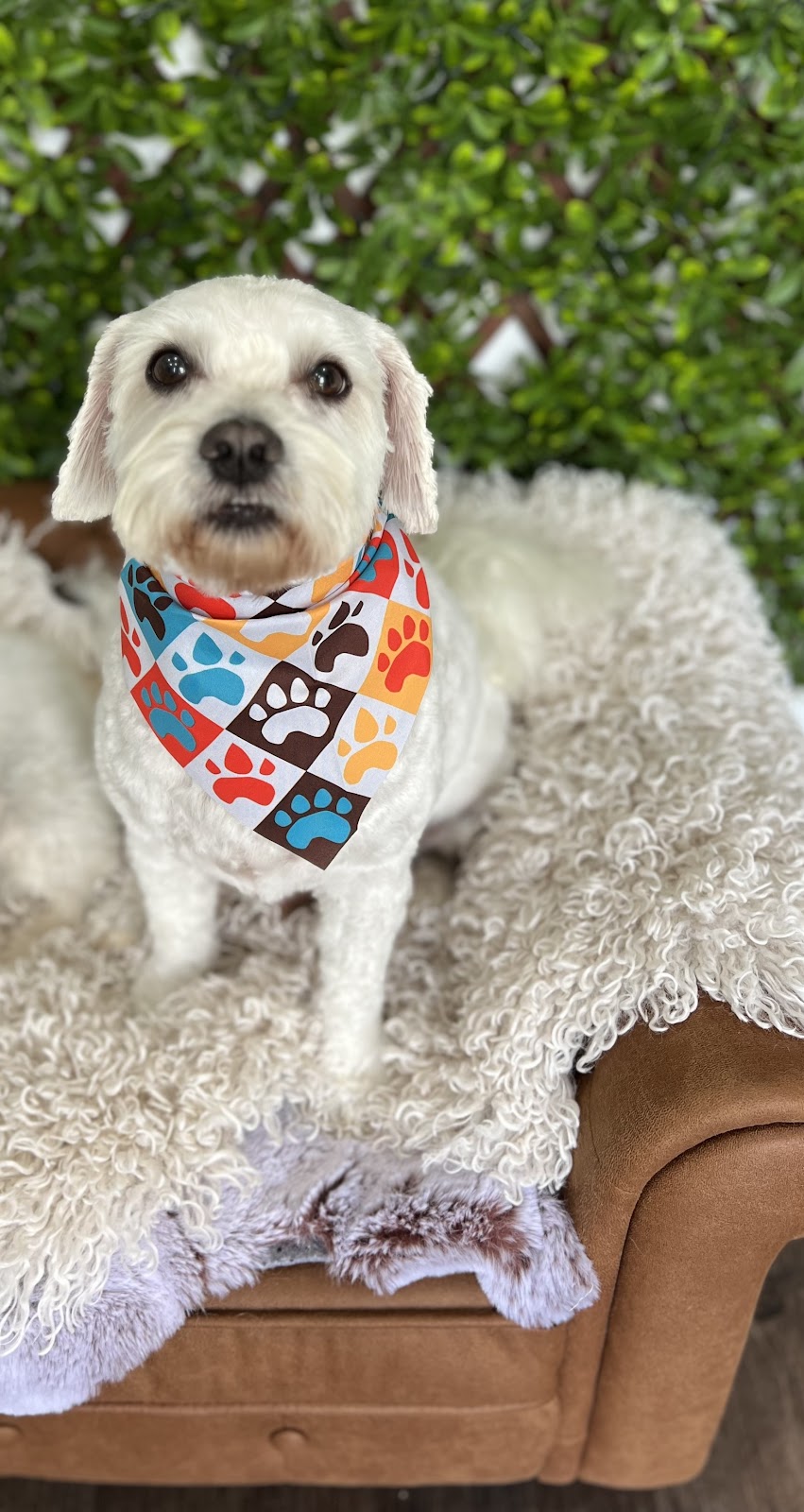 Furry Friendz - Personalised Dog Grooming | 14 Sycamore St, Redland Bay QLD 4165, Australia | Phone: 0459 129 289