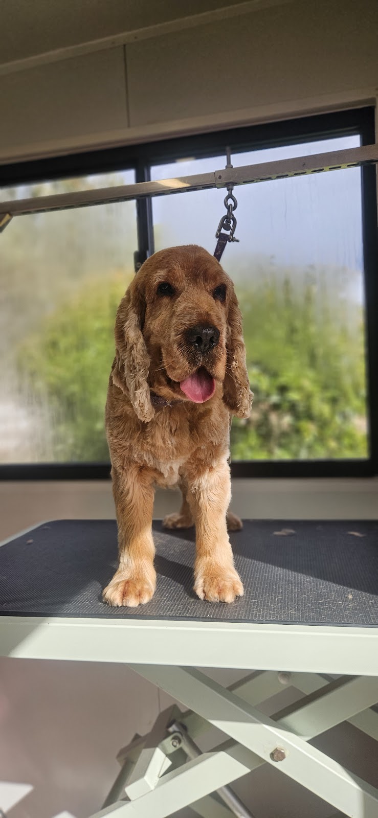 Inglewood Dog Grooming | 79 Verdon St, Inglewood VIC 3517, Australia | Phone: 0466 605 705