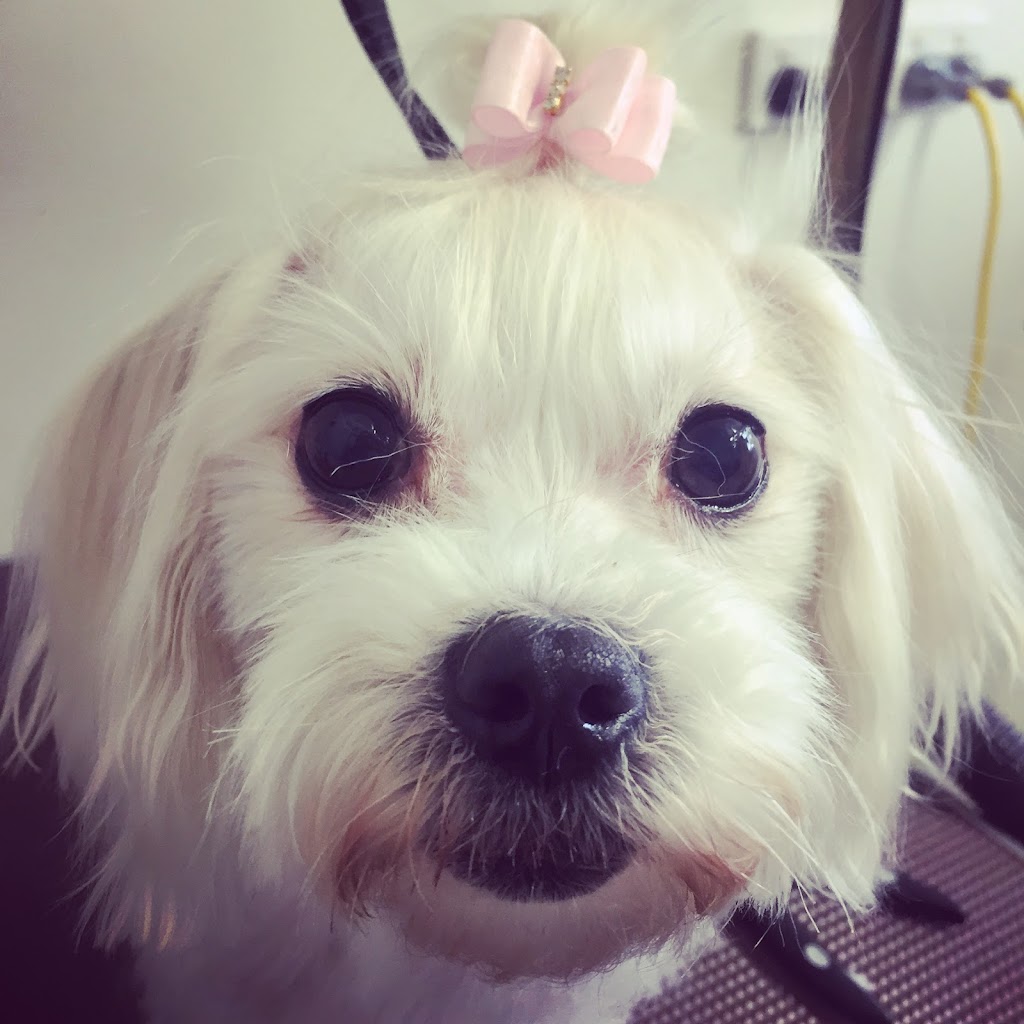 A Time For Paws Dog Grooming Ellenbrook | 8 Woburn Park Ave, Ellenbrook WA 6069, Australia | Phone: 0407 086 252