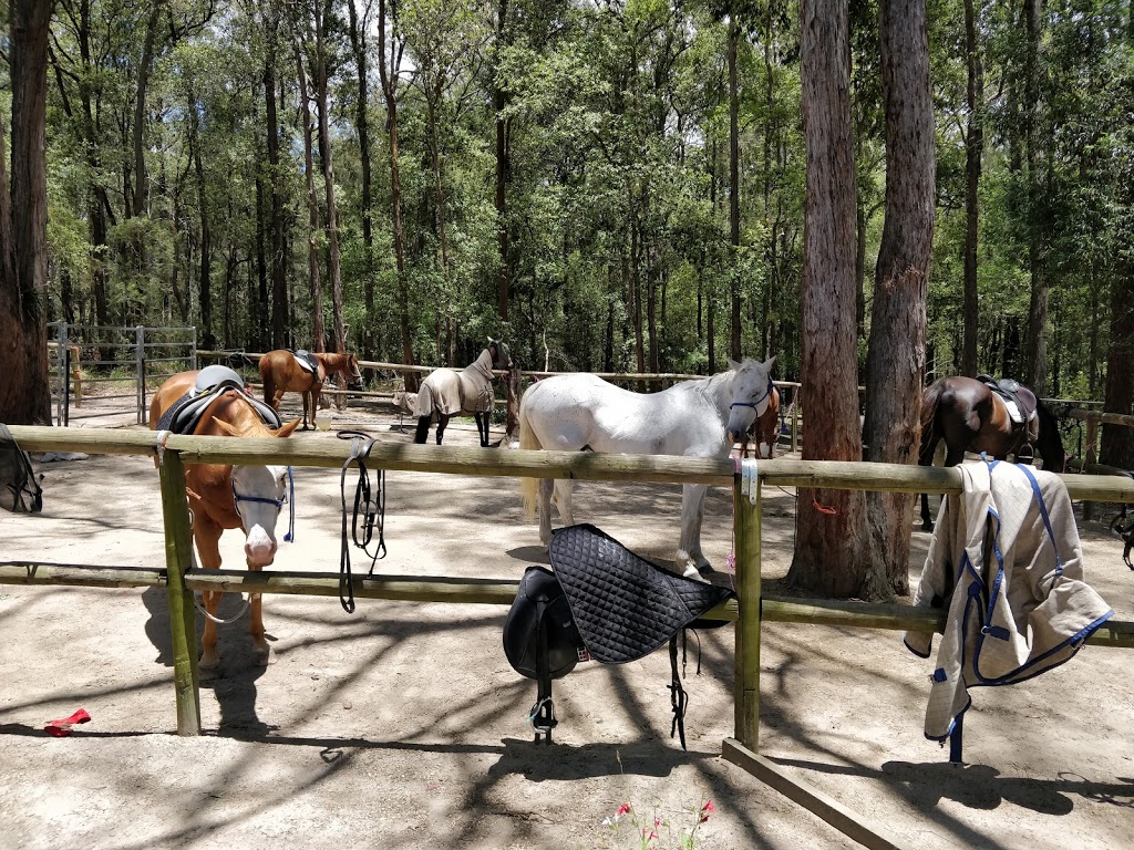 Port Macquarie Horse Riding Centre | 10 Winery Dr, Port Macquarie NSW 2444, Australia | Phone: 0487 004 483