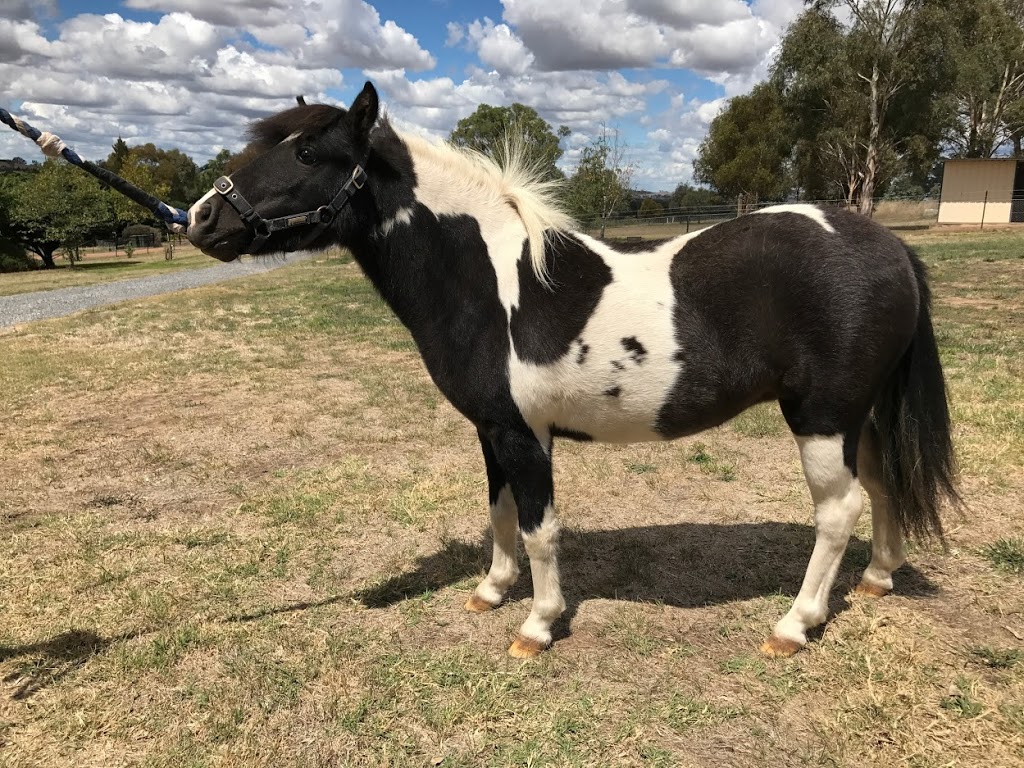 Rikkara Stud | 1 Rikkara Pl, Murrumbateman NSW 2582, Australia | Phone: 0427 020 837