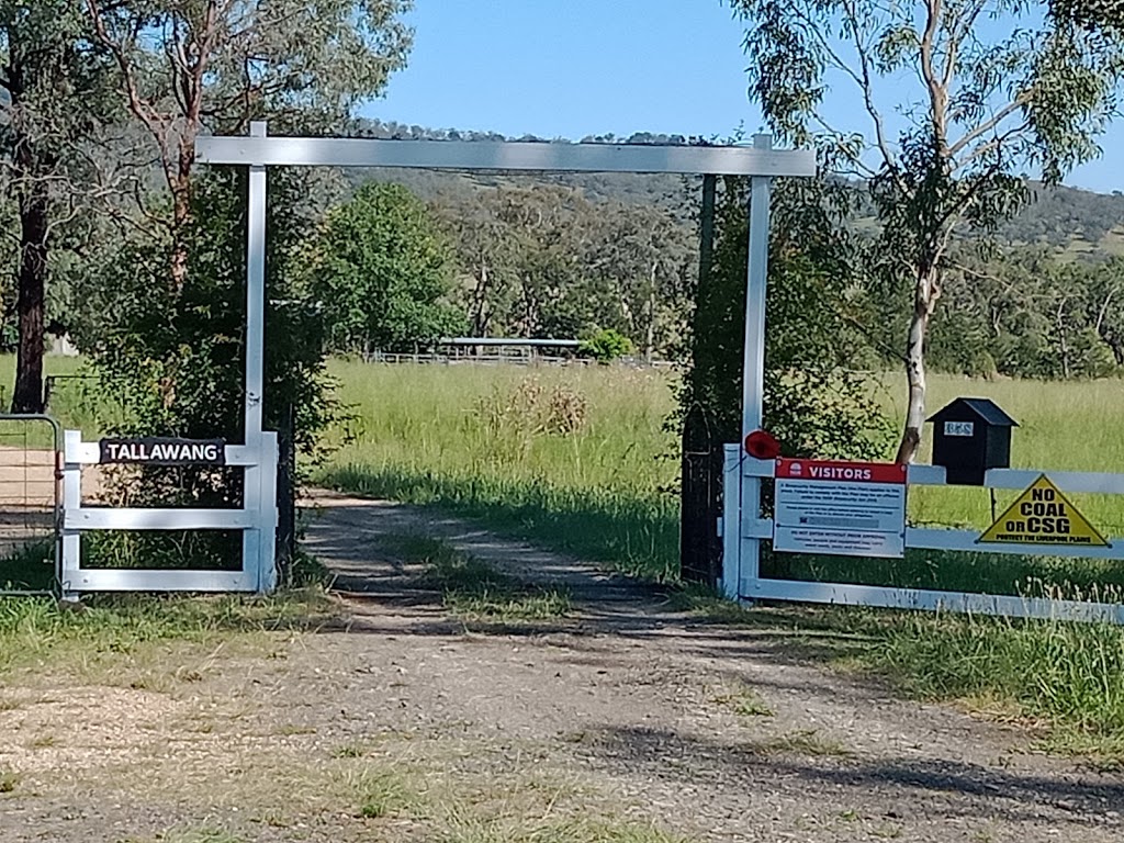 Wallarobba Cattle Company Pty Ltd | Tallawang, 358 Cattle Creek Road, Willow Tree NSW 2339, Australia | Phone: (02) 6747 5600