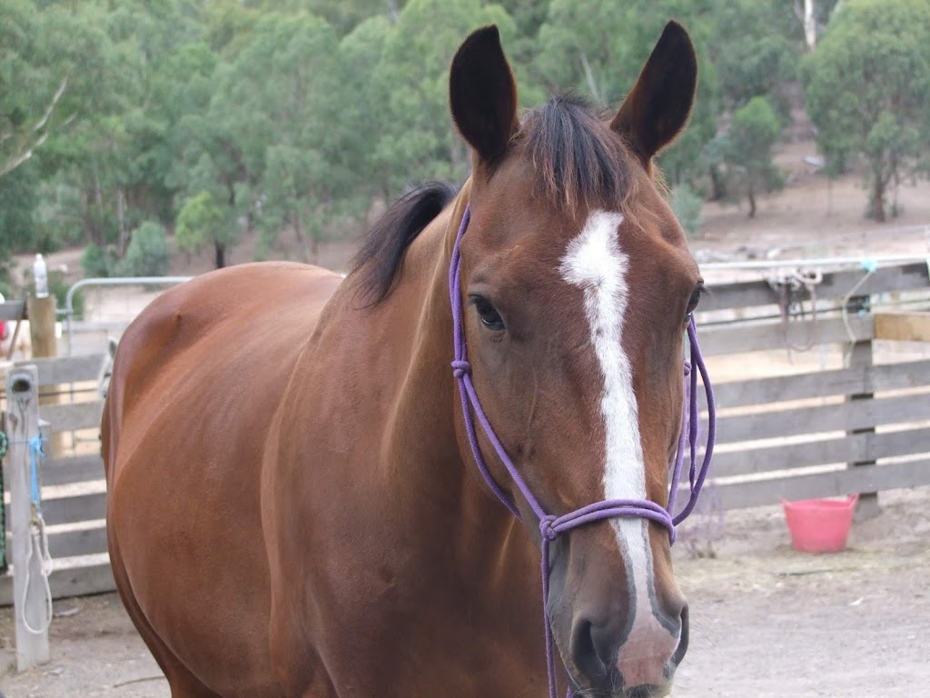 Valley Park Riding School | 86 Obriens Ln, Templestowe VIC 3106, Australia | Phone: 0475 000 088