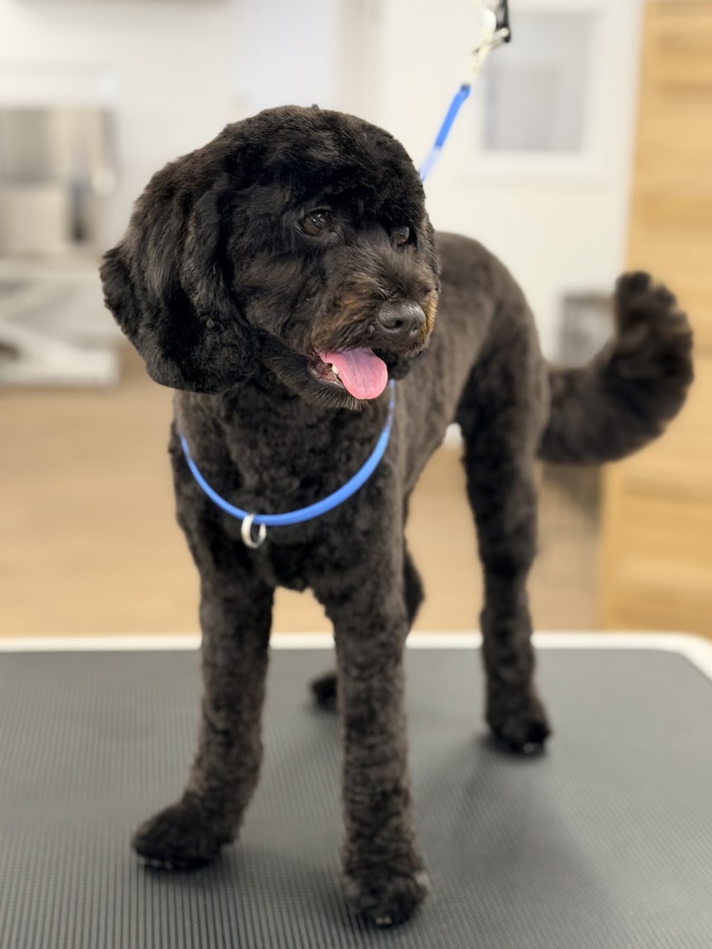 Fetch & Co Dog Grooming Salon | 10 Sara St, Toronto NSW 2283, Australia | Phone: 0419 598 509