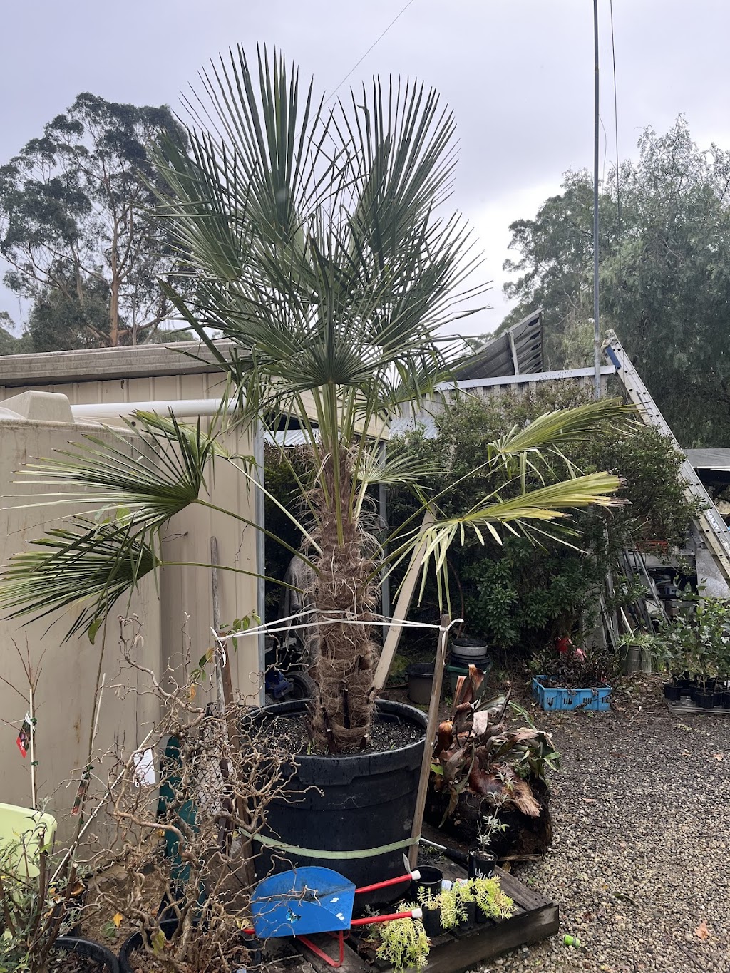 K valley plants | 15 Maxwell Rd, Kawarren VIC 3249, Australia | Phone: 0490 030 580