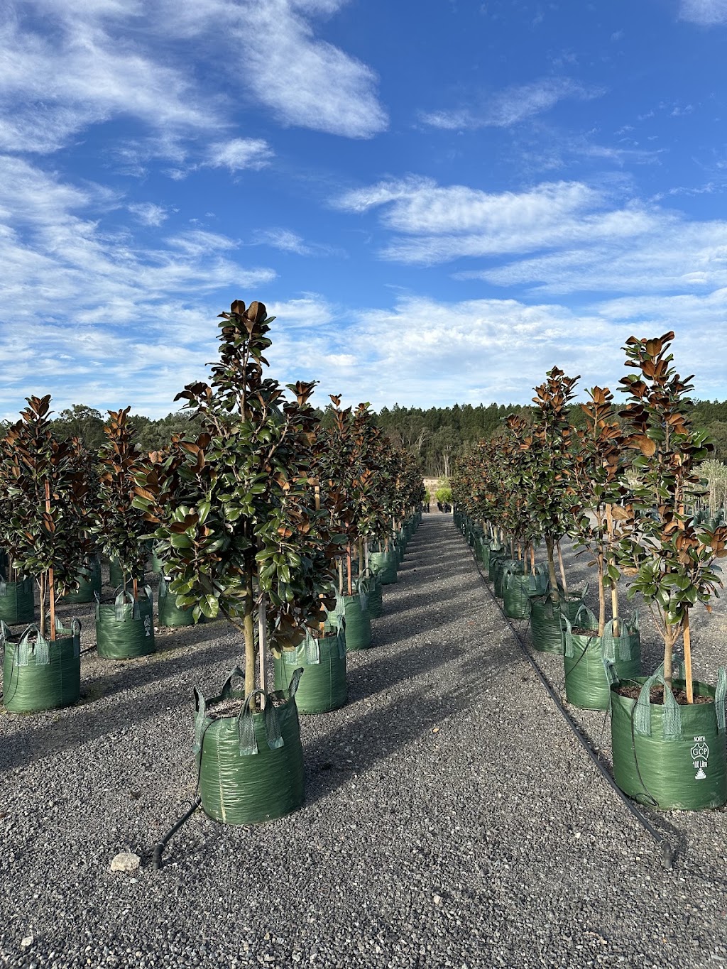 Rutters Road Nursery -Wholesale Only | 196 Rutters Rd, Elimbah QLD 4516, Australia | Phone: 0416 122 857