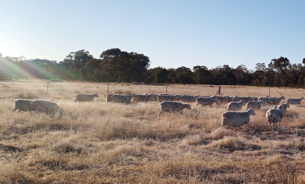 Norwood White Dorpers | 1178 Thunderbolts Way, Bundarra NSW 2359, Australia | Phone: 0422 063 917