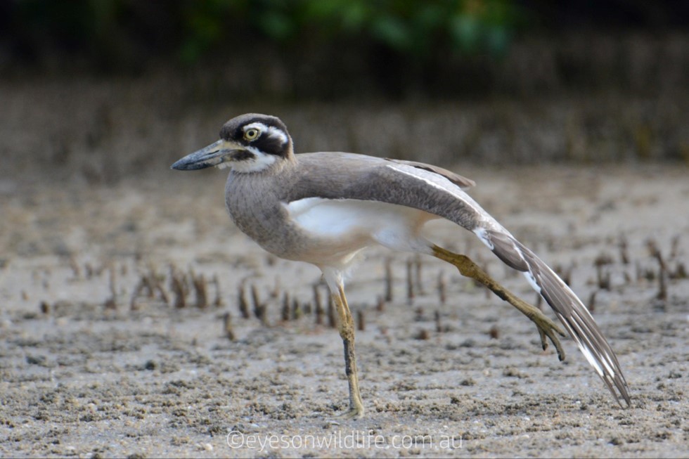 Eyes on Wildlife Birding & Wildlife Tours - Atherton - Australia | 2 Jessop Rd, Atherton QLD 4883, Australia | Phone: 0439 817 214