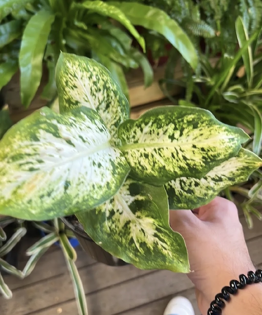 Plant smile Nursery | 19 Lorenzo Cres, Rosemeadow NSW 2560, Australia | Phone: 0433 963 878