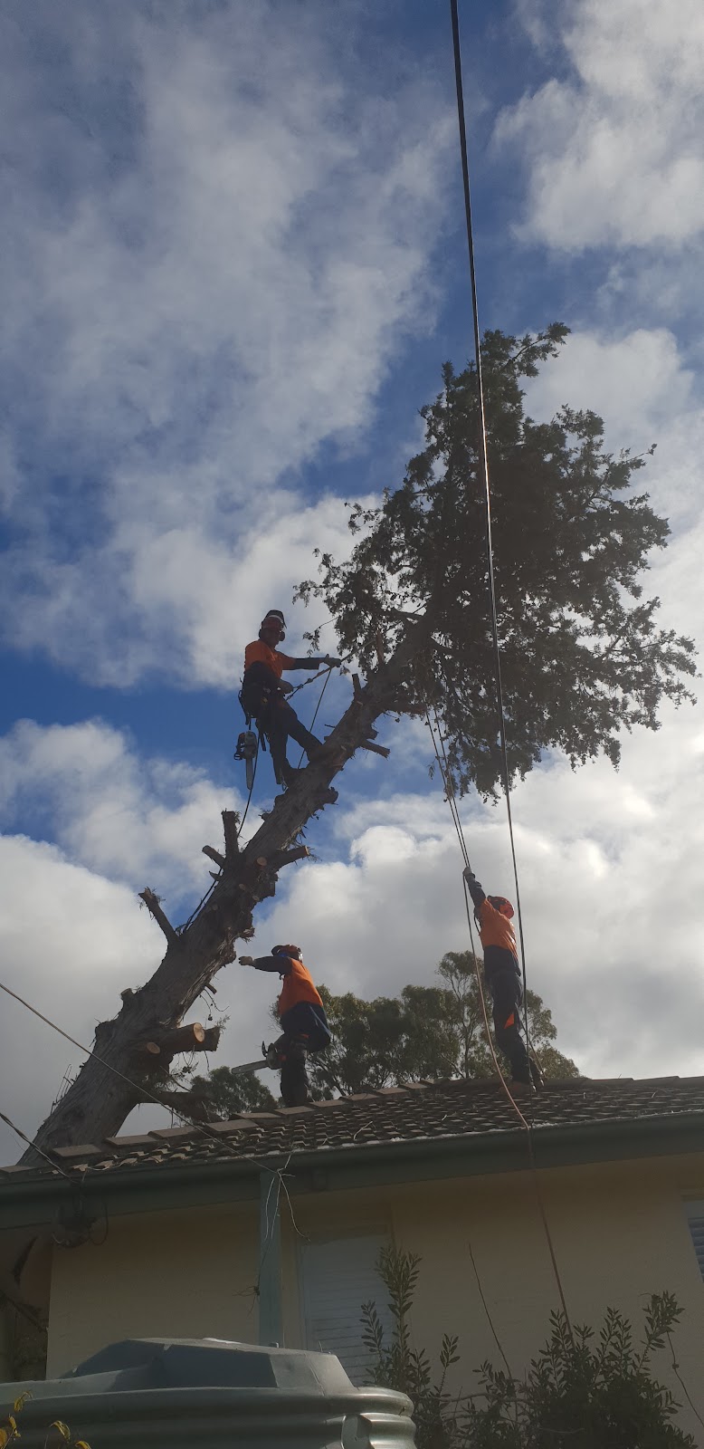 Lances Tree Care | 58 Kinabalu Dr, Tamborine Mountain QLD 4272, Australia | Phone: 0419 181 919
