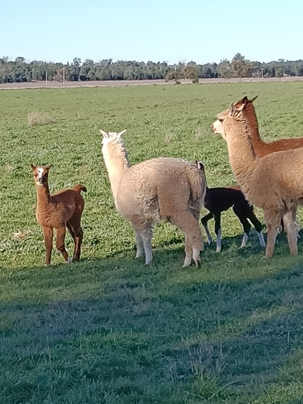 Breelong Valley | 4397 Castlereagh Hwy, Breelong NSW 2827, Australia | Phone: 0438 085 160