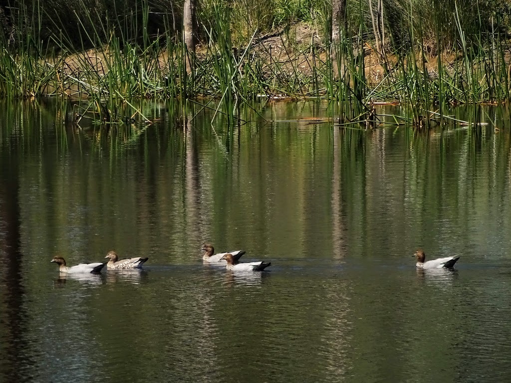 Dunkeld Arboretum | Old Ararat Rd, Dunkeld VIC 3294, Australia | Phone: 1800 807 056