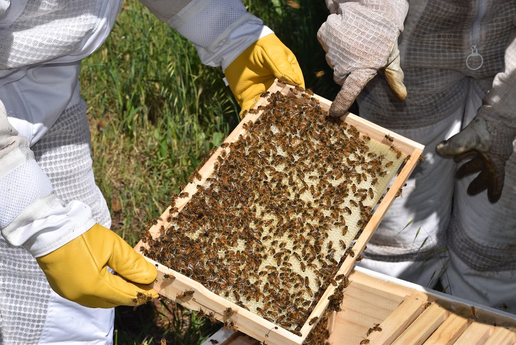 WildEarth Beekeeping |  | 521 Government Rd, Renmark West SA 5341, Australia | 0497119613 OR +61 497 119 613