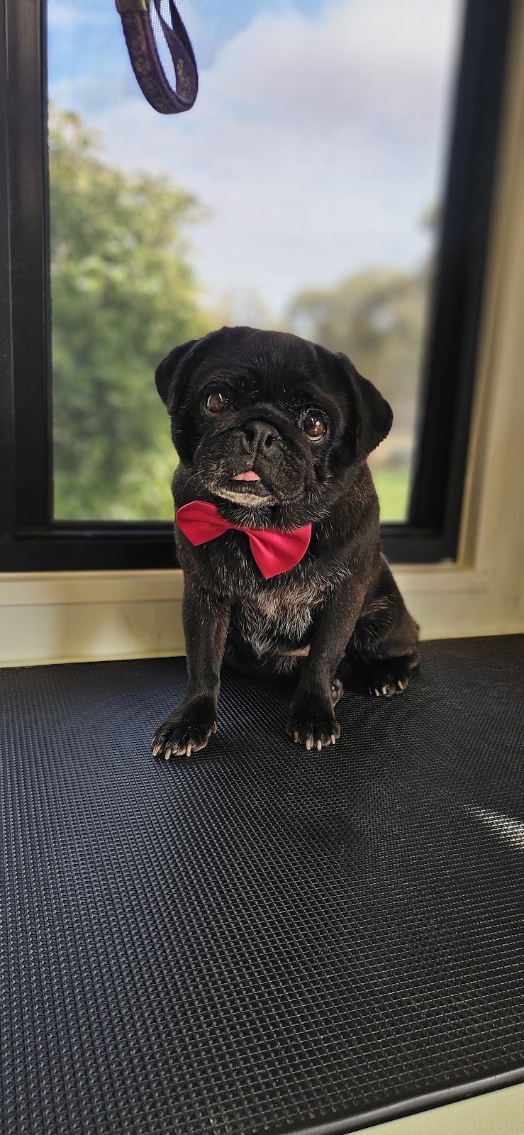 Inglewood Dog Grooming | 79 Verdon St, Inglewood VIC 3517, Australia | Phone: 0466 605 705