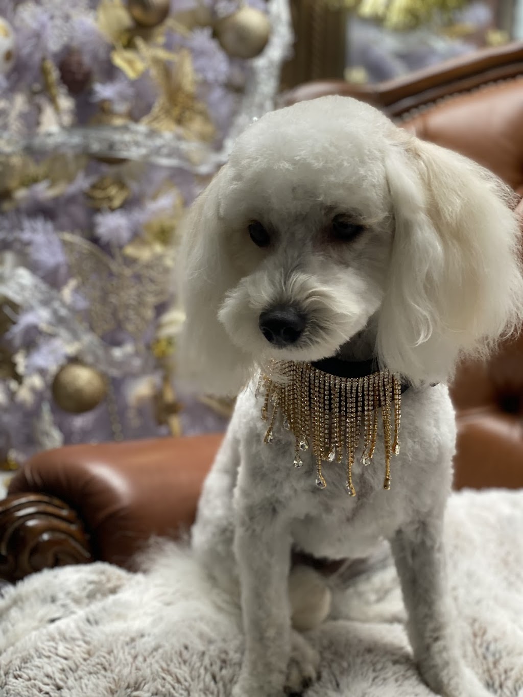 Sequins canine styling | 35 Camms Rd, Cranbourne VIC 3977, Australia | Phone: 0476 296 123