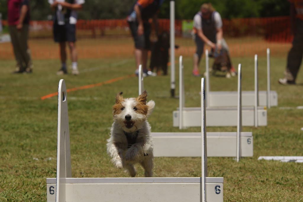 Ballarat Dog Obedience | school | Military Dr, Newington VIC 3350, Australia