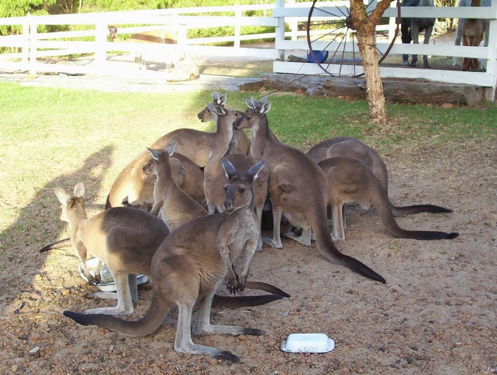 roundtu-it Eco Caravan Park | 9892 Muirillup Rd, Northcliffe WA 6262, Australia | Phone: (08) 9776 7276