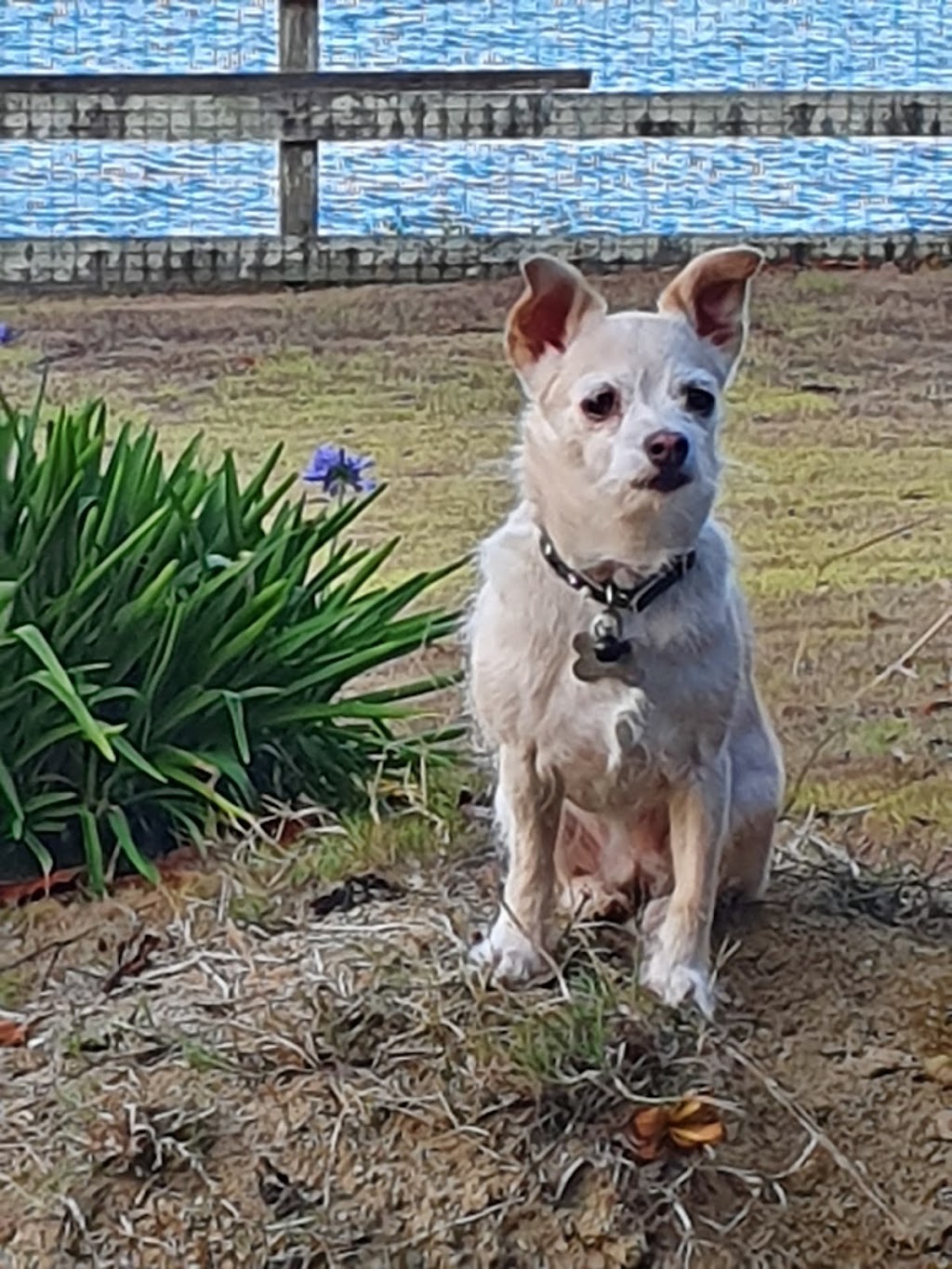 Affordable Pet Care | 37A Mary St, Grafton NSW 2460, Australia | Phone: 0426 964 876