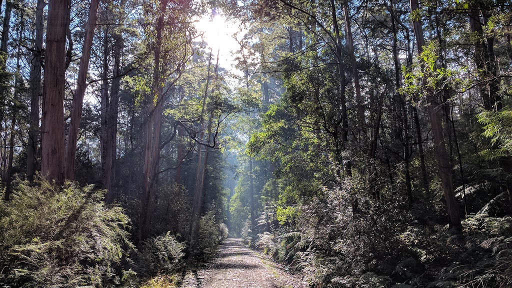 Mount Donna Buang and Mt Victoria Hiking Trail | park | 1140 Donna Buang Rd, Warburton VIC 3799, Australia