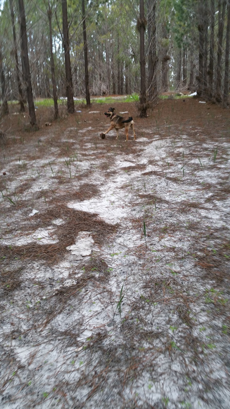 Gnangara- Moore River State Forest | park | Lexia WA 6079, Australia