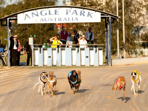 Greyhound Racing SA | stadium | 55 Cardigan St, Angle Park SA 5010, Australia | 0882437100 OR +61 8 8243 7100