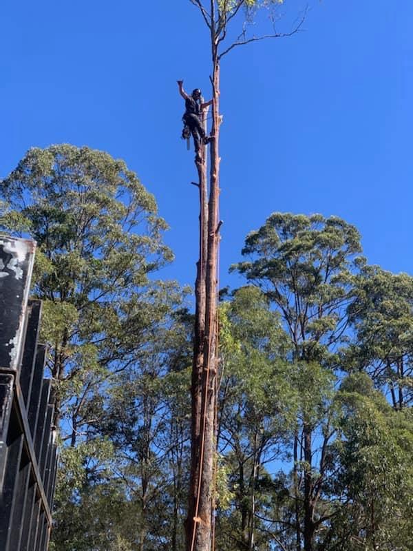Manning Valley Tree Service | 1774 Lansdowne Rd, Langley Vale NSW 2426, Australia | Phone: 0422 287 384