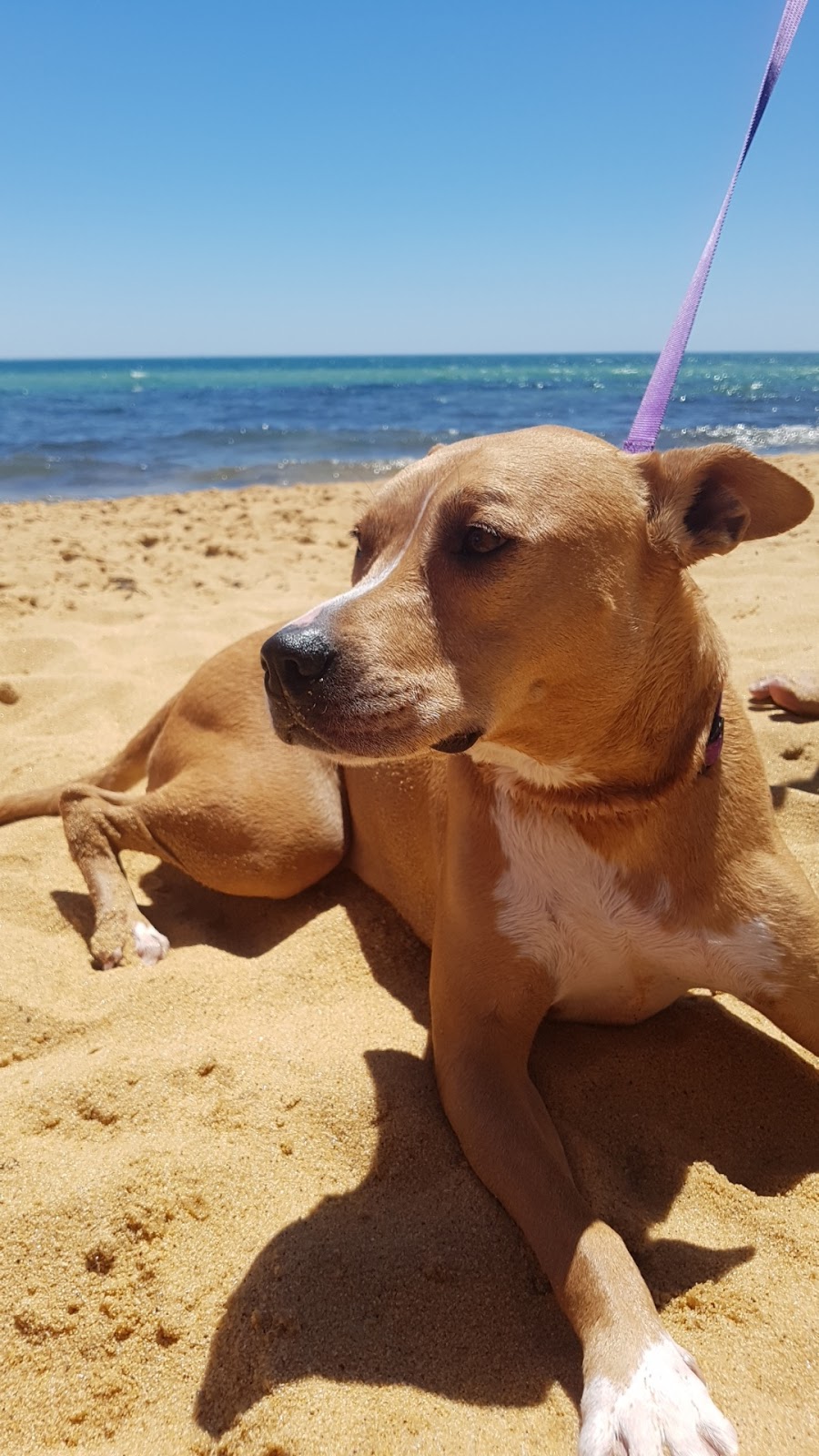 Dog Friendly Beach - Hawker beach | park | 3 Esplanade, Mount Martha VIC 3934, Australia