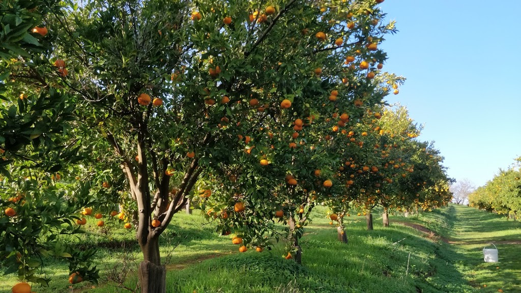 Citrus Orchard | cafe | LOT 9858 Chittering Rd, Lower Chittering WA 6084, Australia