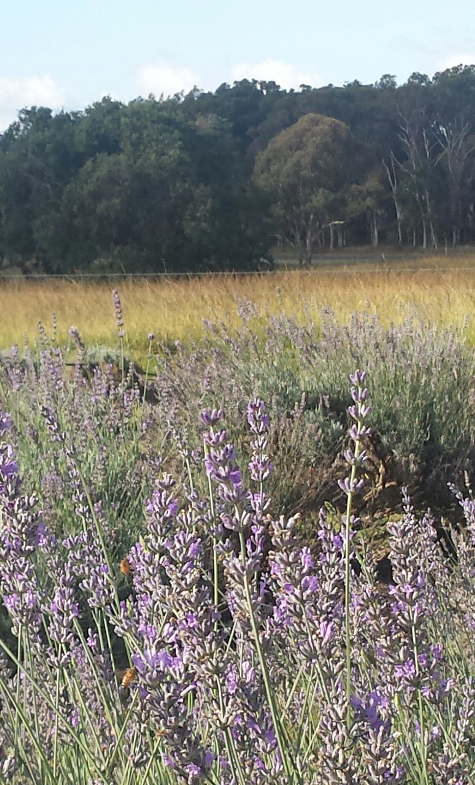 Aloomba Lavender | cafe | 5425 Mt Lindesay Road, Liston, Stanthorpe NSW 2370, Australia | 0746861191 OR +61 7 4686 1191