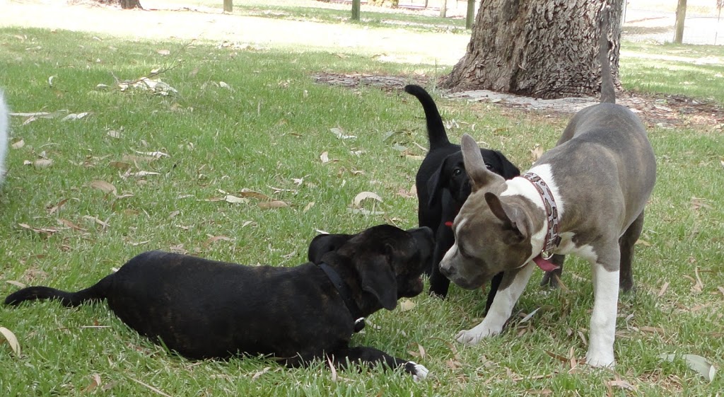Dog Kennels & Training Perth - West Coast Pet Care | veterinary care | 49 Adams Rd, Mariginiup WA 6078, Australia | 0893062767 OR +61 8 9306 2767
