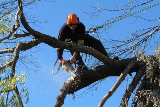 Sunshine Coast Tree Lopping Noosa | Unit 4/1 Margit Cres, Sunrise Beach QLD 4567, Australia | Phone: (07) 5646 3620