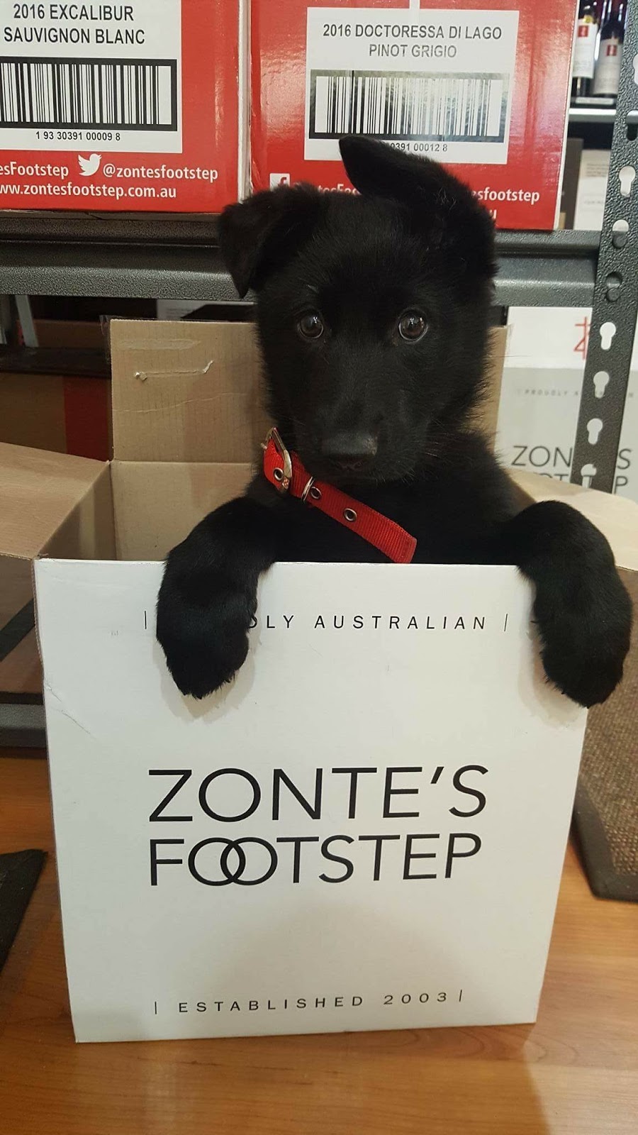 Zontes Footstep Pty Ltd - Admin Shed | food | Admin Shed, 49 Oakley Rd, McLaren Flat SA 5171, Australia | 0872863088 OR +61 8 7286 3088