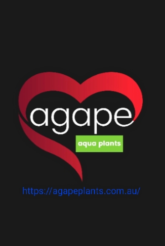 Agape Aqua Plants | store | 28 Orion Pl, Bridgeman Downs QLD 4035, Australia | 0411653777 OR +61 411 653 777