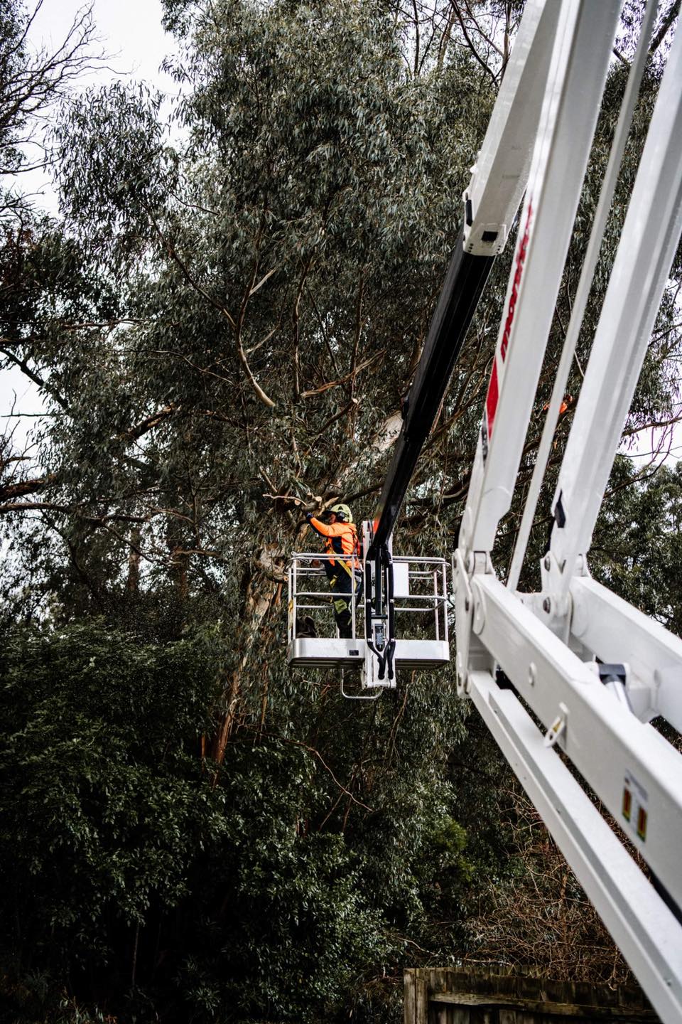 Tricky Tree Works | 76 Simons Ln, Leongatha South VIC 3953, Australia | Phone: 0407 743 895