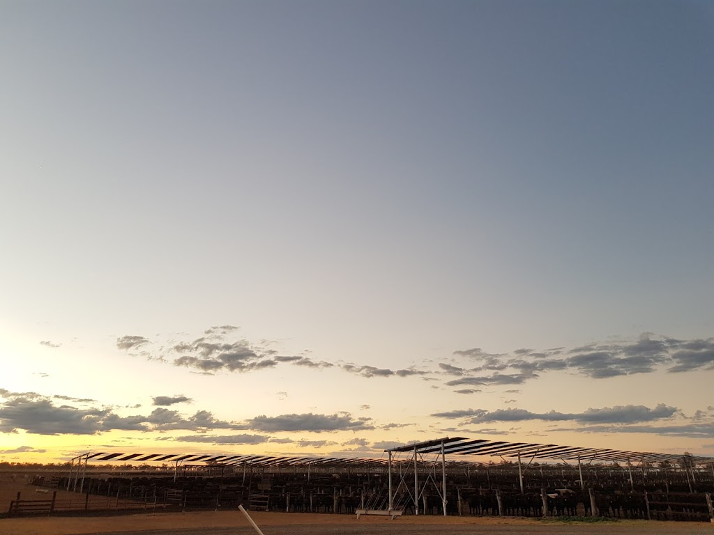 Kerwee Feedlot | 236 Jondaryan-Evanslea Rd, Jondaryan QLD 4403, Australia | Phone: (07) 4692 2277