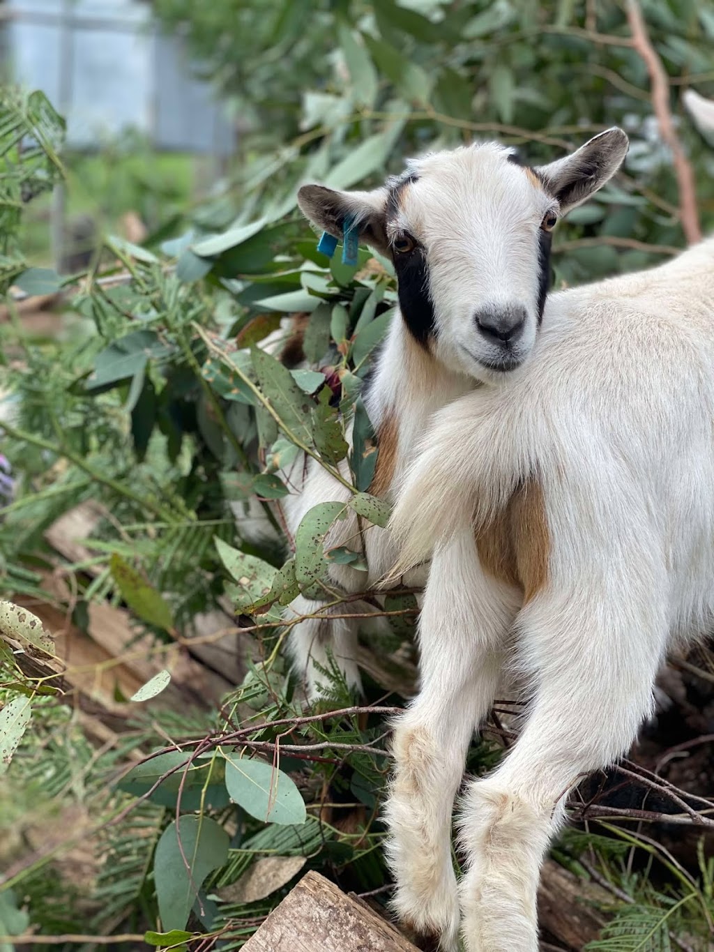 Marlu Mini Farm | 58 Ala Moana Rd, East Kurrajong NSW 2758, Australia | Phone: 0414 298 205