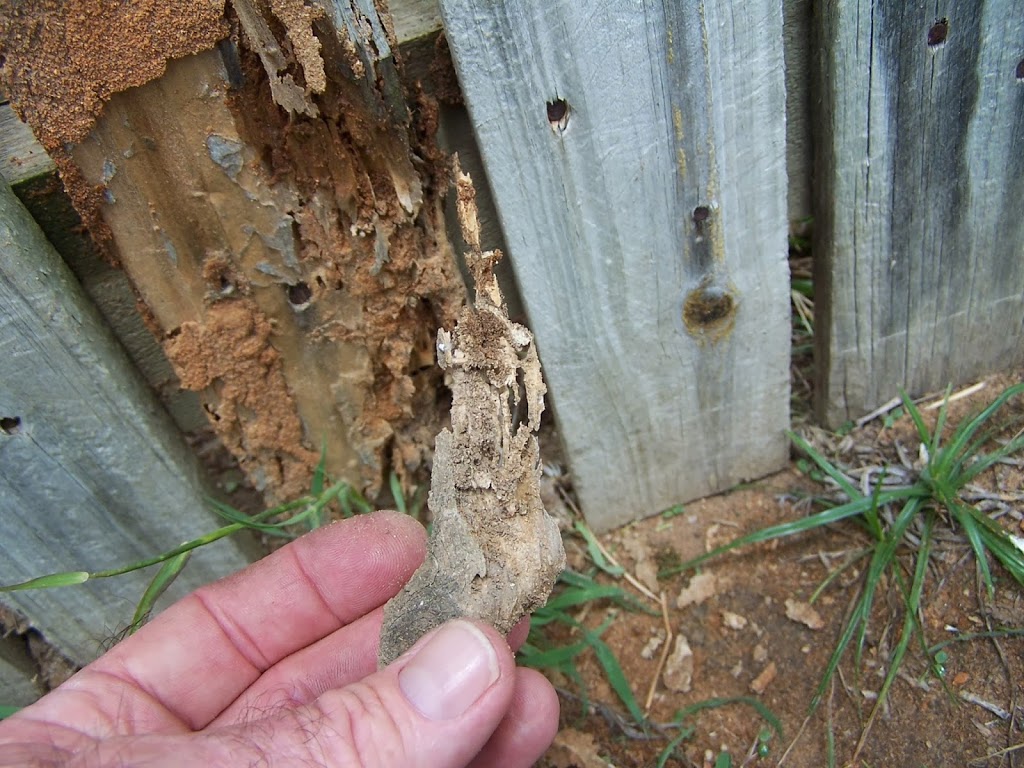 Termites Gone | 16 Woodland Ct, Townsville QLD 4818, Australia | Phone: 0411 053 966