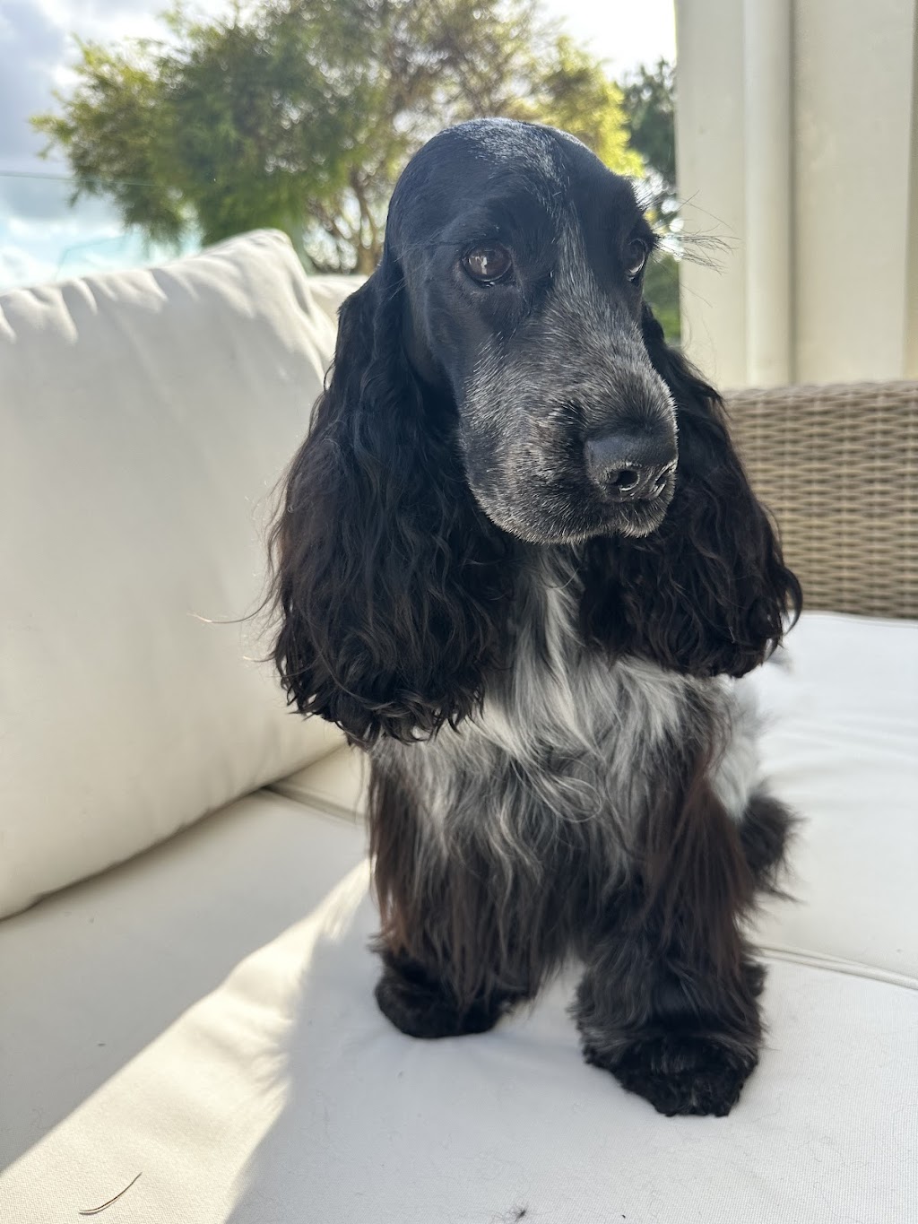 Hunters Doggy Daycare & Shop | 29 Blackbutts Rd, Frenchs Forest NSW 2086, Australia | Phone: 0415 693 337