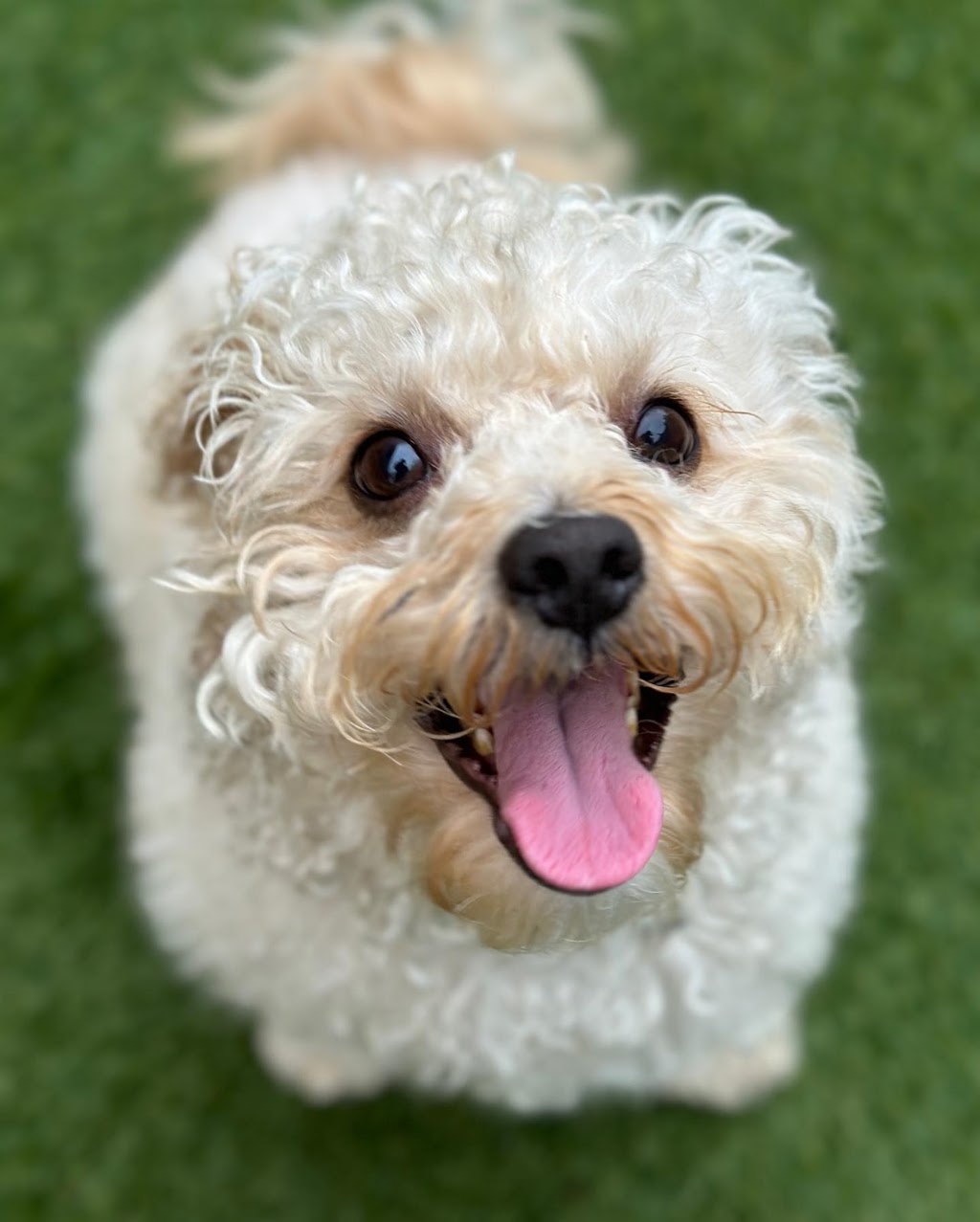 DogTown Grooming & Day Care | 650 South Rd, Moorabbin VIC 3189, Australia | Phone: 0449 894 332