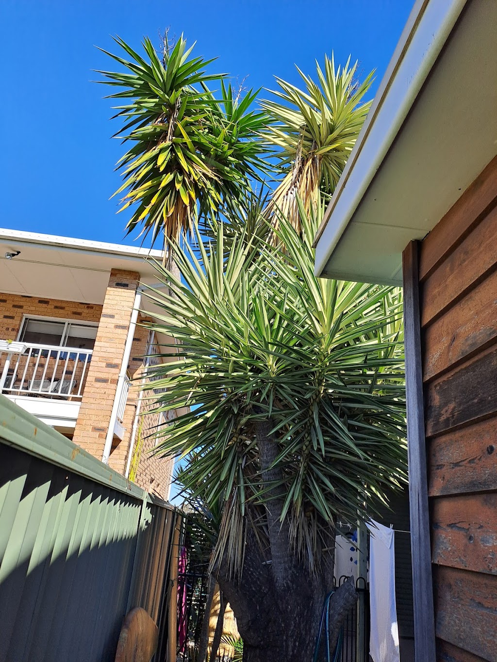 Coastal Trees | 94 Aloha Dr, Chittaway Bay NSW 2261, Australia | Phone: 0402 661 491