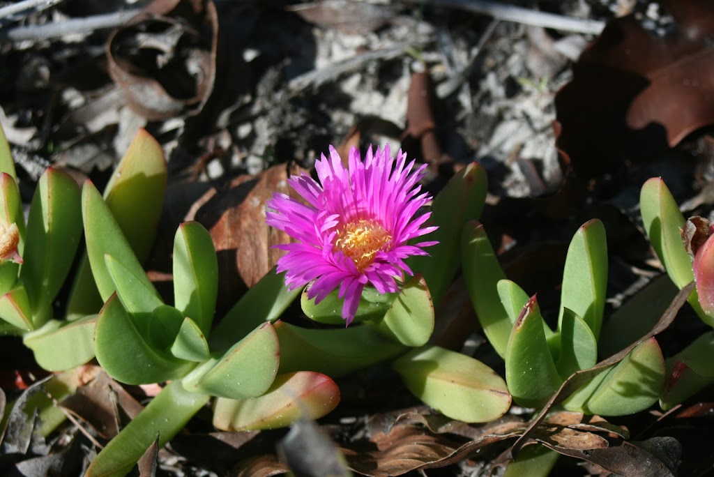 Pandanus Environmental | 129 Rainbow Cres, Dunwich QLD 4183, Australia | Phone: 0408 766 186