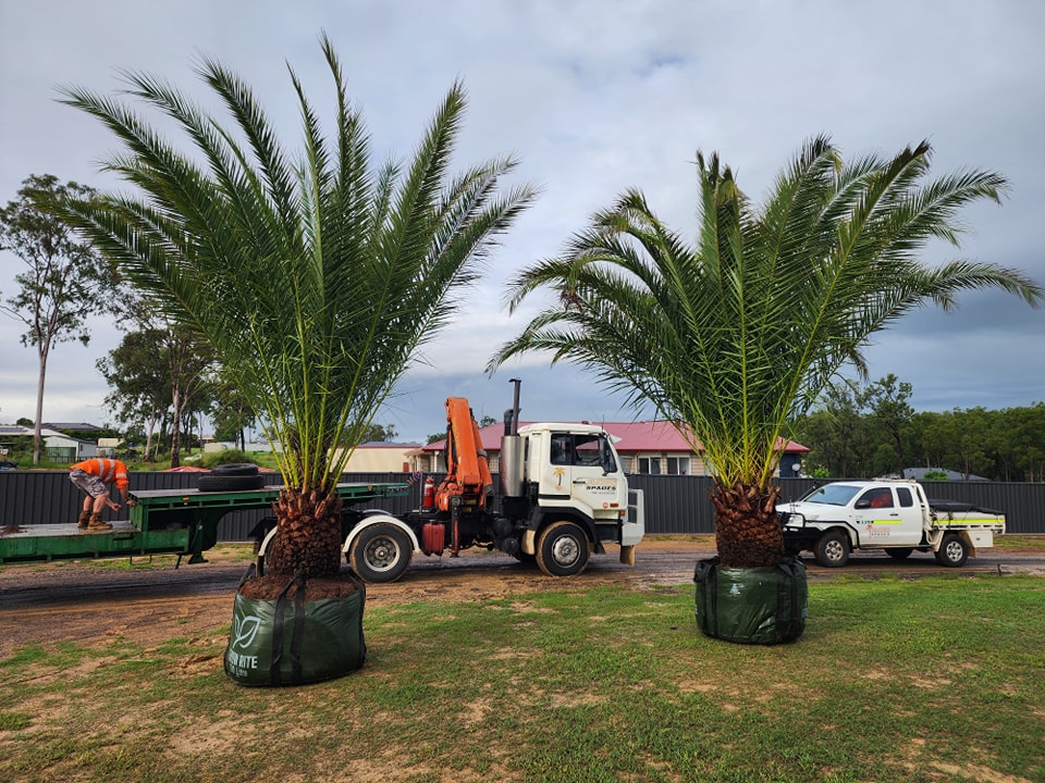 Ace of Spades Tree Relocators | 811 Toowoomba Connection Rd, Withcott QLD 4350, Australia | Phone: 0438 383 213