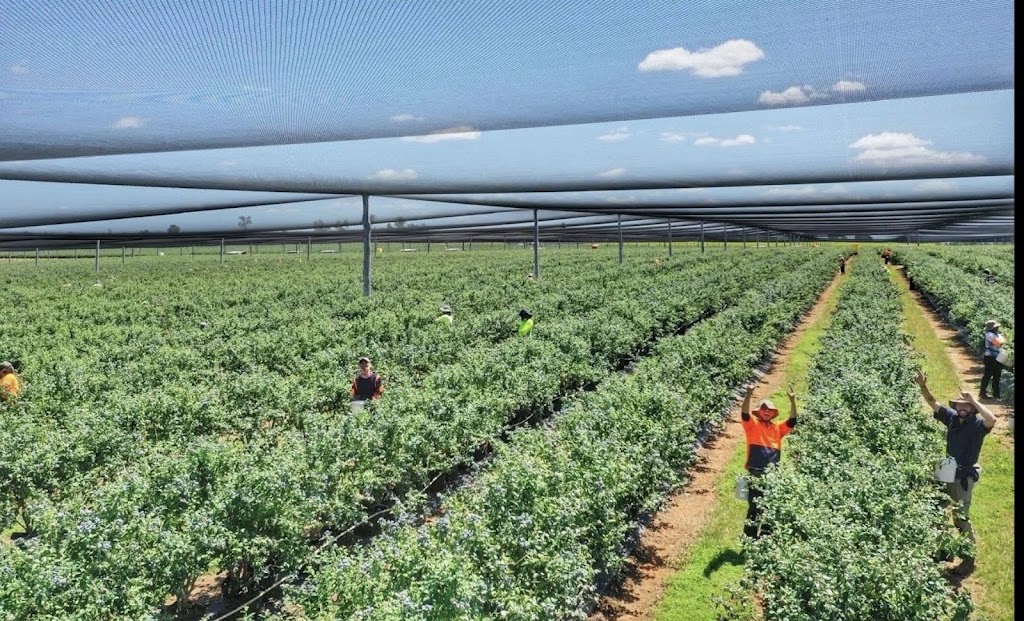 NT BEES Aust PTY LTD | 3139 Beaudesert Nerang Rd, Biddaddaba QLD 4275, Australia | Phone: 0437 179 261