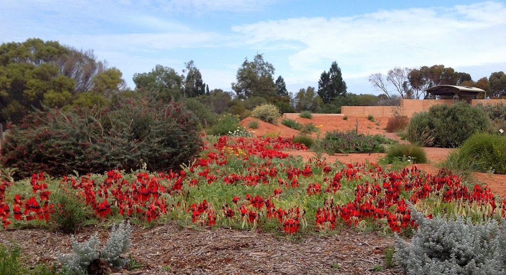 Australian Arid Lands Botanic Garden | 144 Stuart Hwy, Port Augusta SA 5700, Australia | Phone: (08) 8641 9116